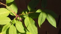 SAM_0662
