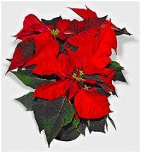 Poinsettas