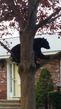 20160514_194604_resized (bear)