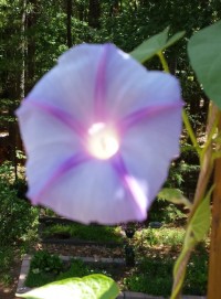 2016-flower